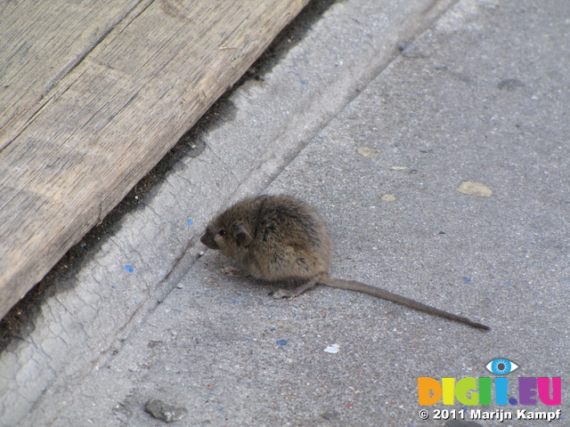 SX20136 House mouse (Mus domesticus) on shop doorstep